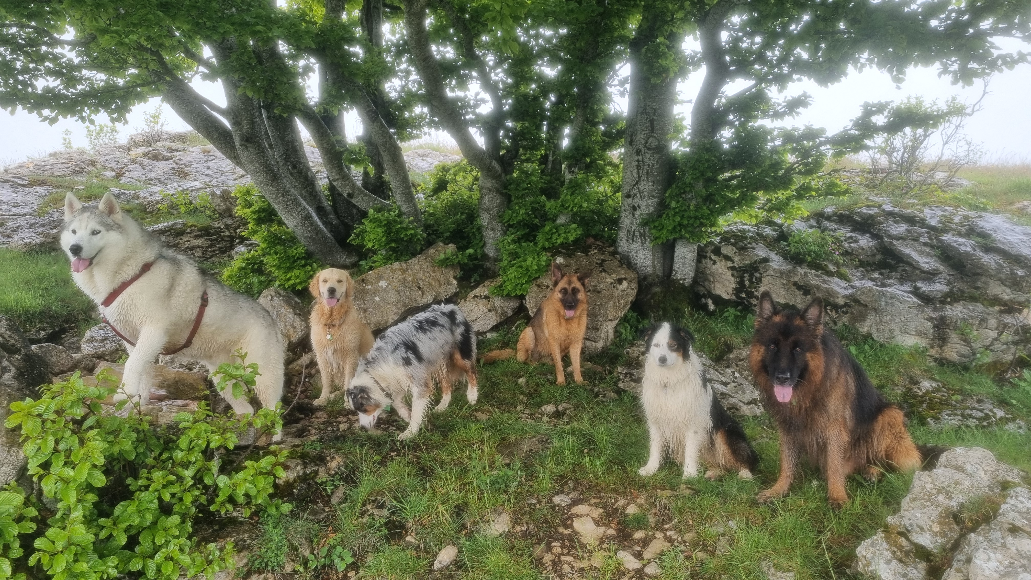 Services de garde pour chiens Genève