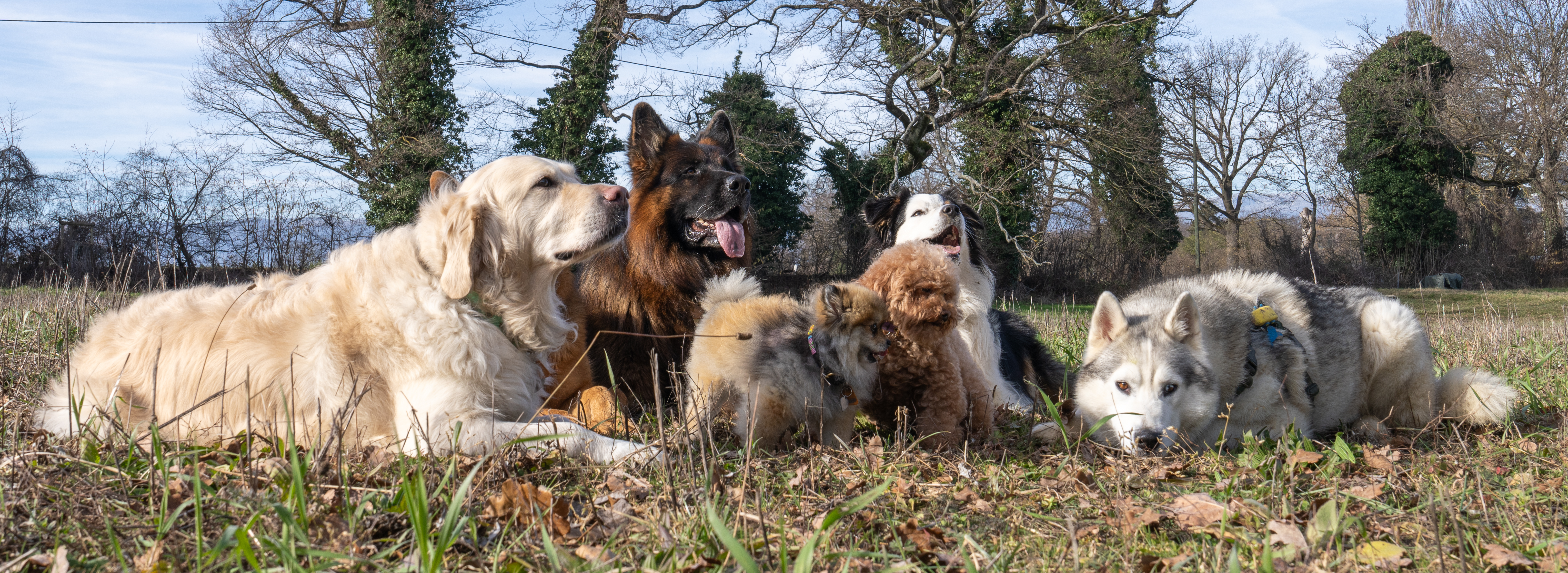 Dogsitter Services Genève